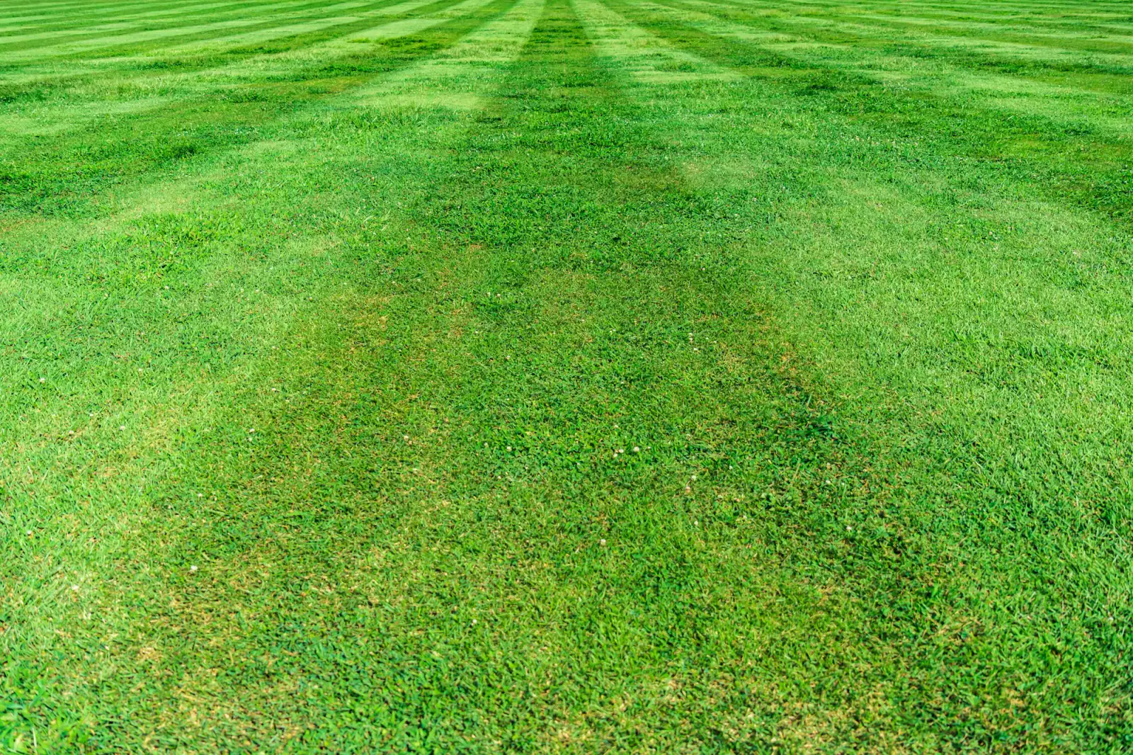 Freshly mowed lawn with crisp alternating stripes